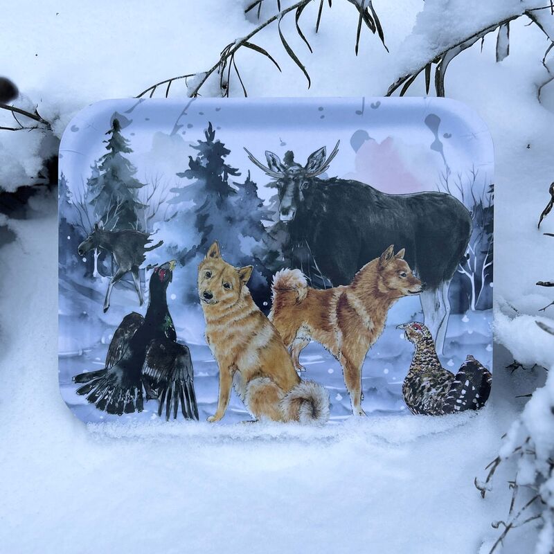 Suomenpystykorva tarjotin sinisess&auml; hetkess&auml;